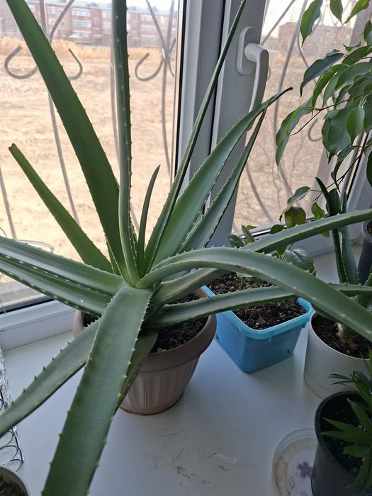 Алое емдік гүл 5жылдық