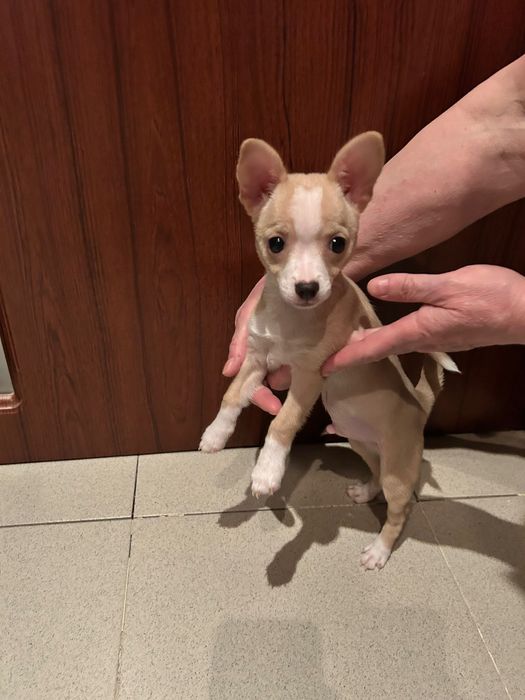 Мини  чихопинчер