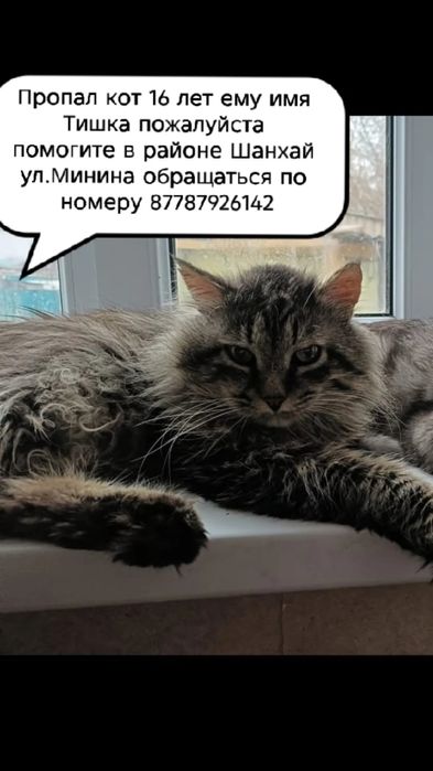 Пропал кот 16 лет ему имя Тишка в районе Шанхай ул Минина