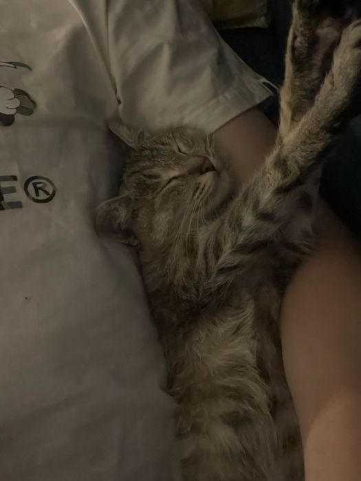 Отдам в добрые руки (Абсолютно здоровая)