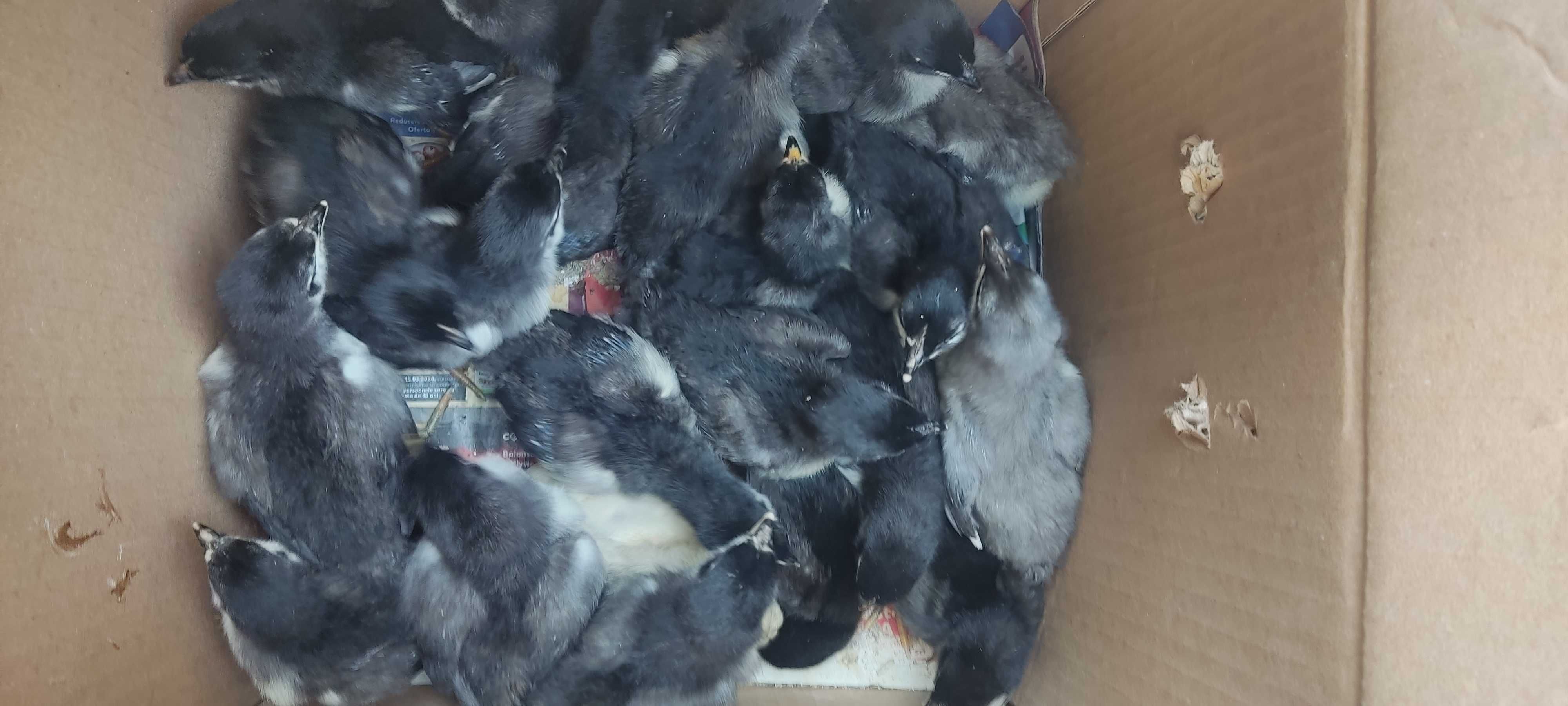 Puișori Australorp de 2 săptămâni, rasă pură!!