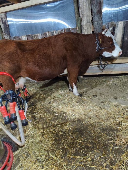 Vacă de vânzare  m