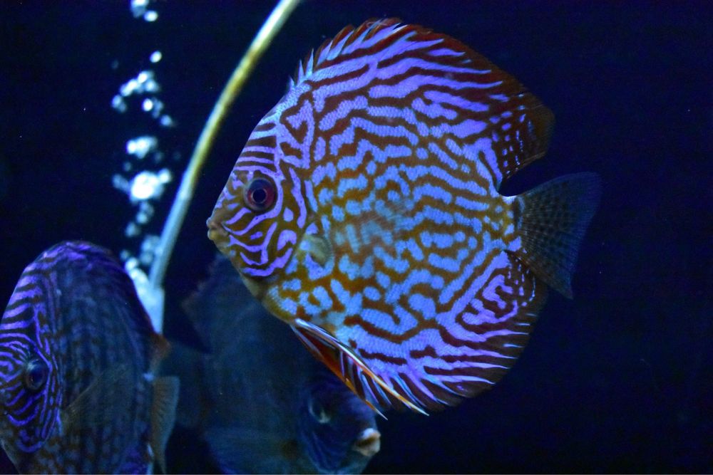 Pesti de acvariu - Aquanick