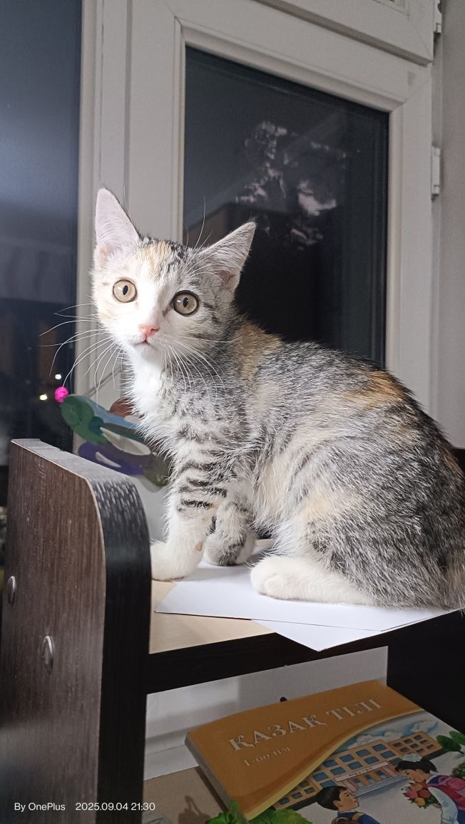 Кошка в добрые руки