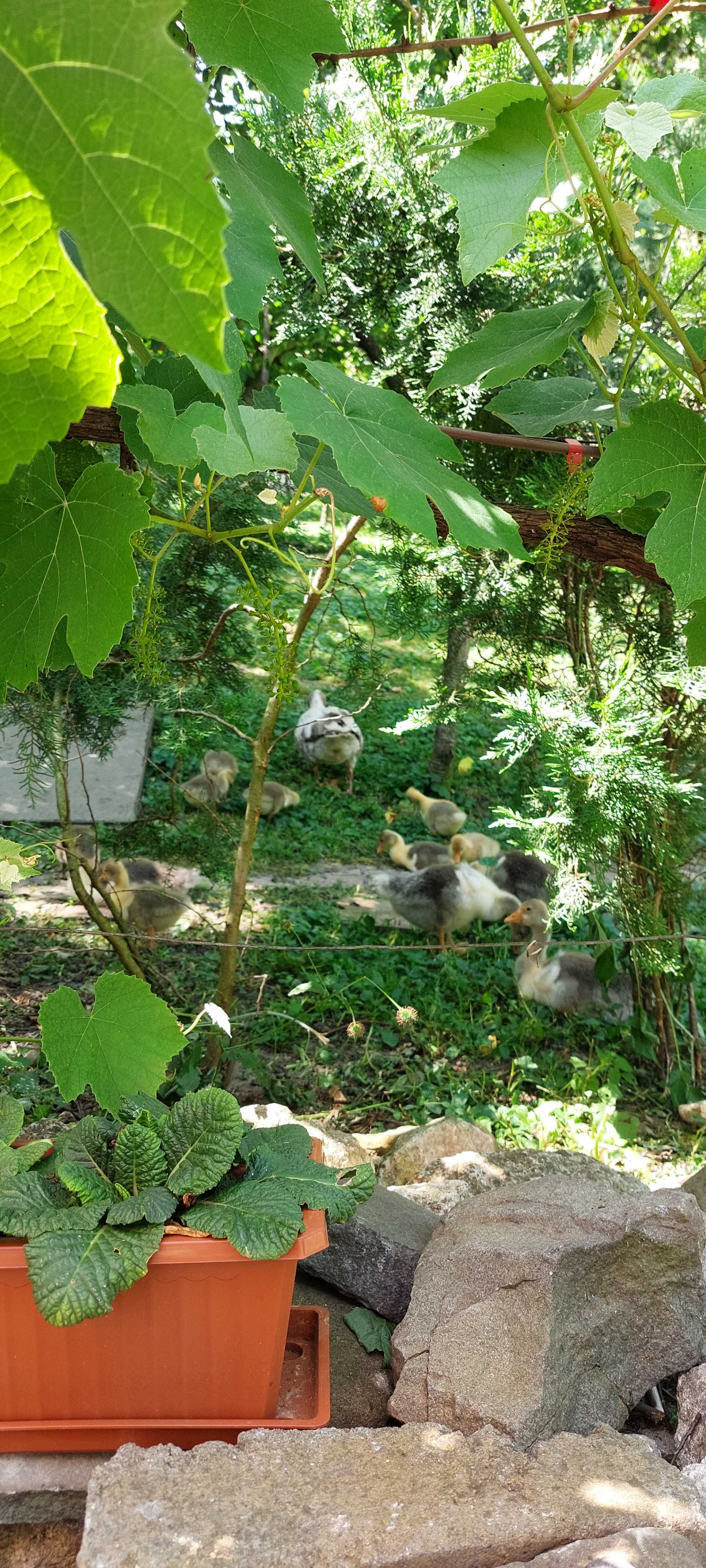 Boboci de gâscă .