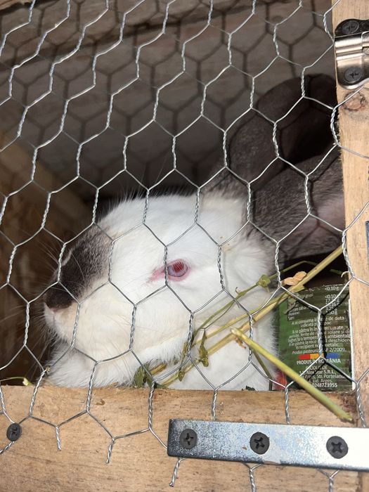 Iepuroi uriasi de transilvania