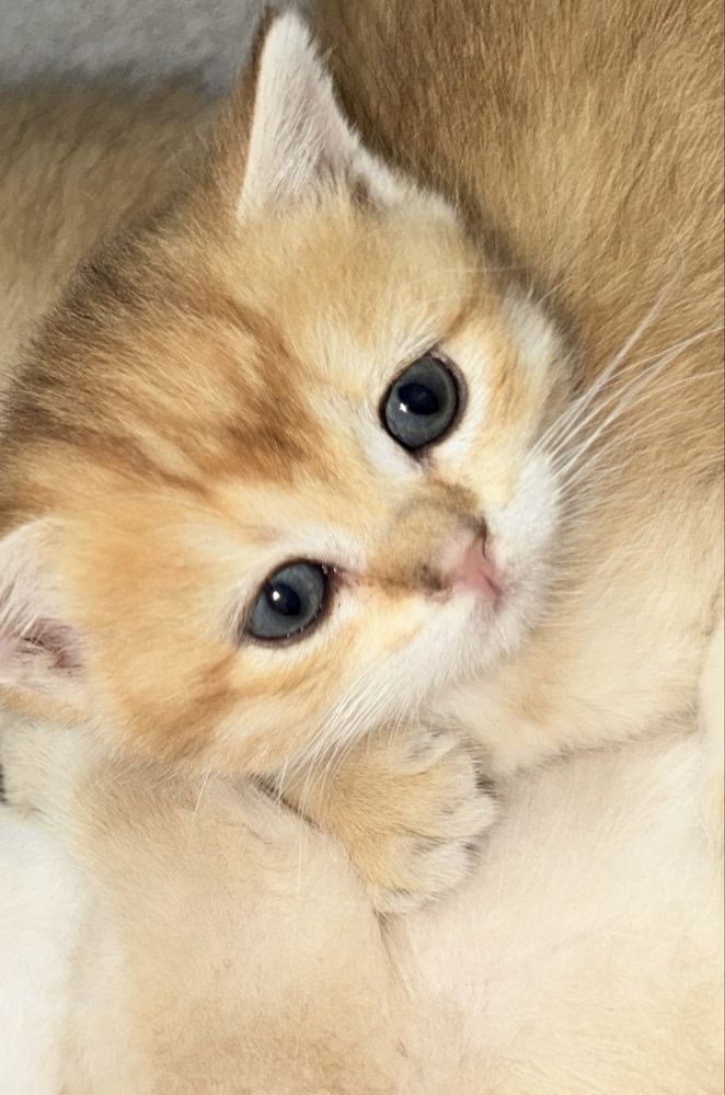 Чыстокровные котята шиншилла
