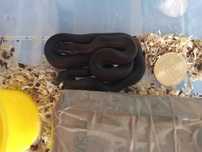 De vînzare Lamprophis fuliginosus sarpe