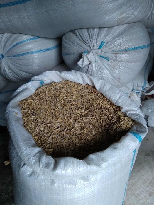 Vand ovaz calitativ 2 tone 1.5 lei kg