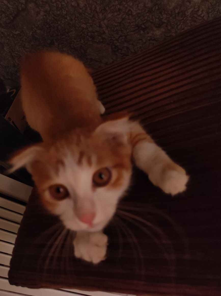 Котёнок рыжий вислоухий