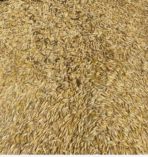 Vând ovăz producție 2025