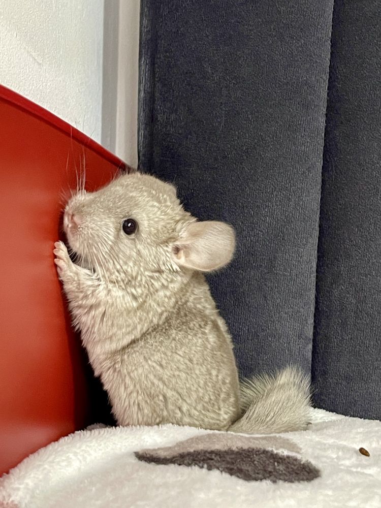 Pui de chinchilla sinsila