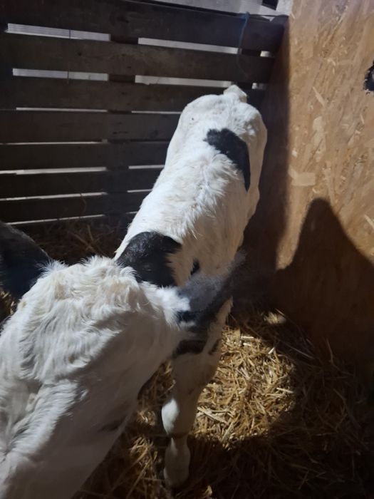 Tauras baltata românească