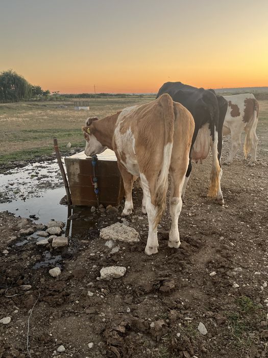Vand jurinca baltata romaneasca