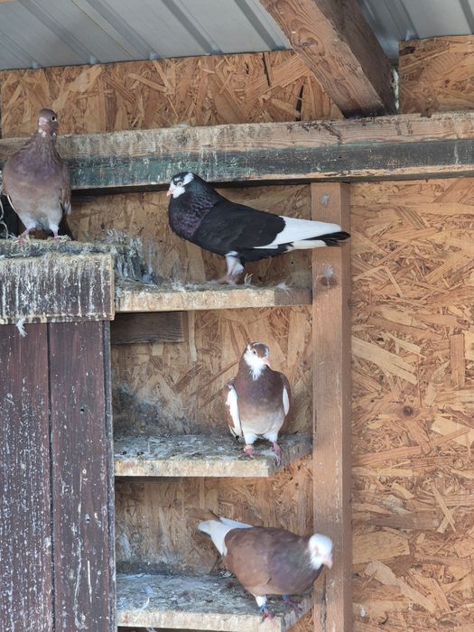 Jucători de birmingham