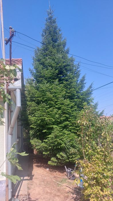 Vand copac brad pom se vinde și crengile separat