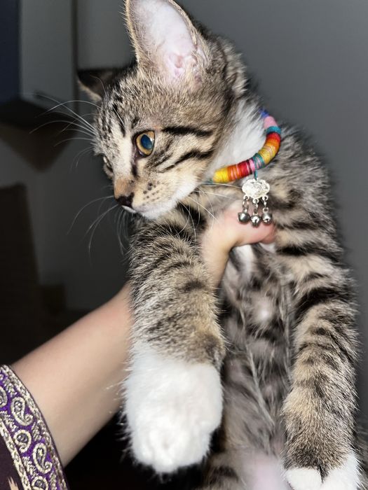 Үш айлық үй мысығы (ұрғашы) – Түркістан