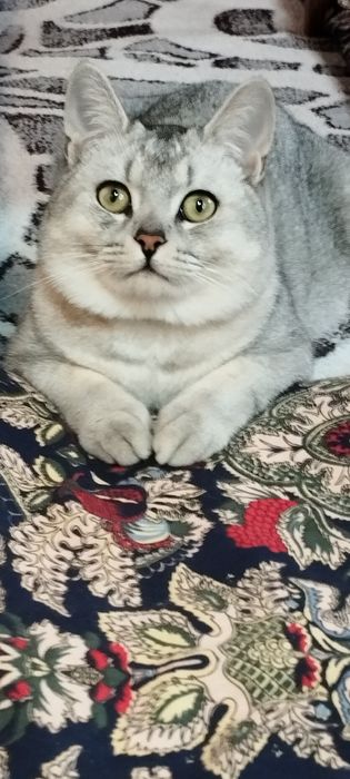 Серебристый шиншилла тозза, эркак,  цена 100$