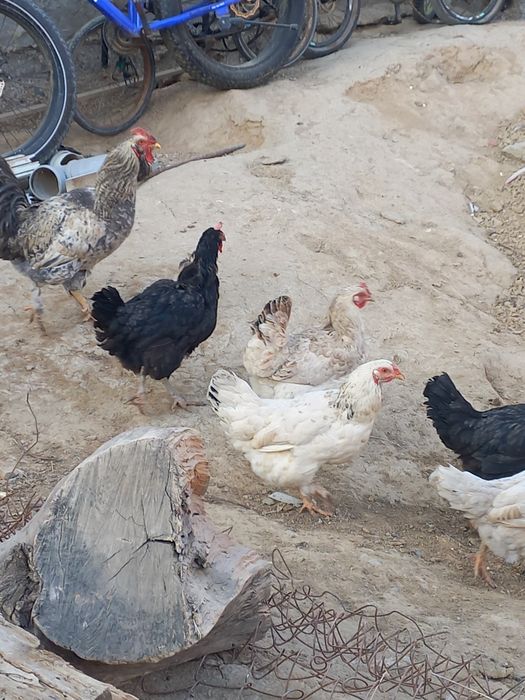 Хуроз ва товуклар сотилади.