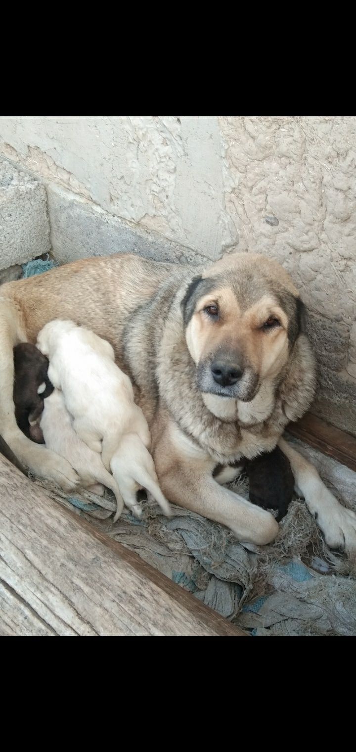 Алабай Казахский 3йош,7та кучуги билан слтаман.