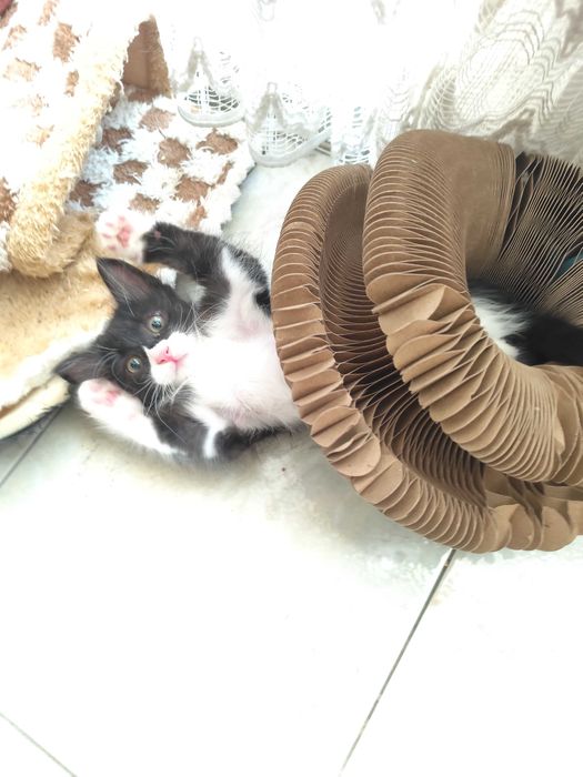 Котенце Пелмен търси дом