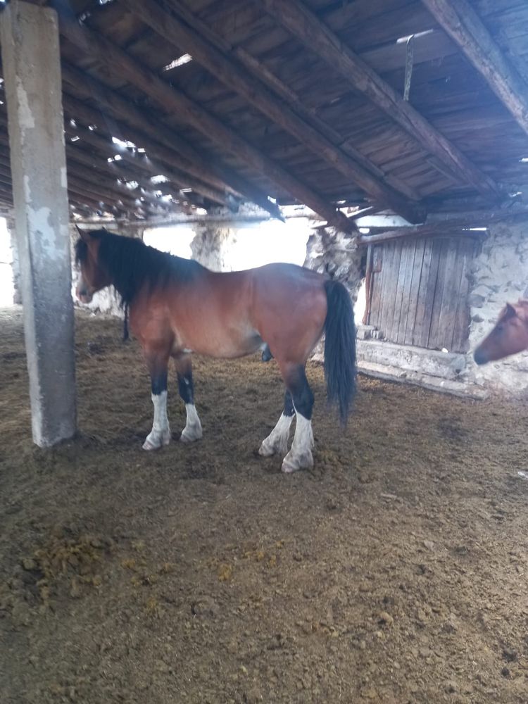Продам жеребца! Владимирский тяжеловоз