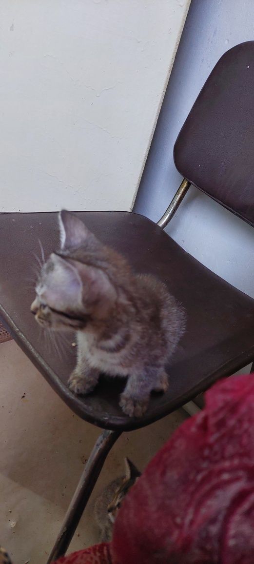 Котята. Г. Шымкент.Казбалейторг