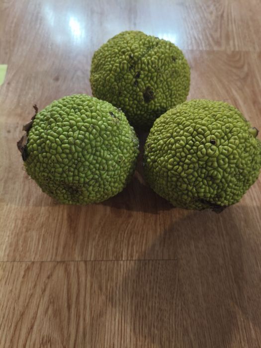 Маклюра, адамово яблоко