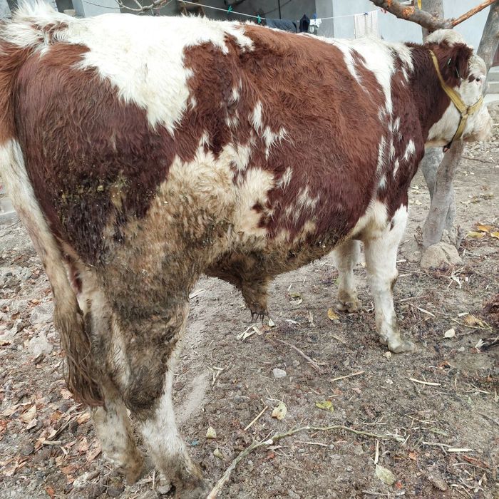 Сементал новос со́тилади