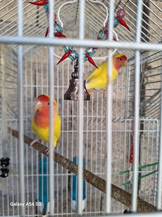 Неразлучки попугайчики тути куш