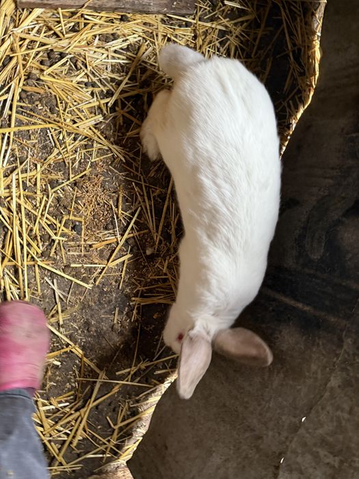 Vand un mascul+o femela 250 de lei se vand urgent