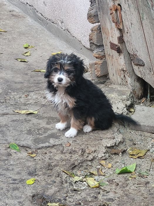 Caini pentru adoptie