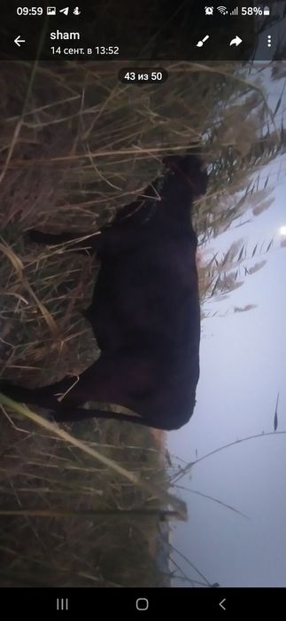 1.5 ешар хукиз сотилади манзил Бухоро шахар