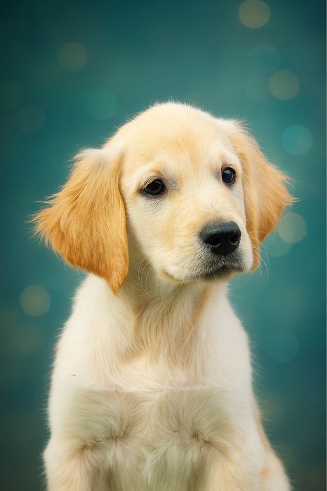 Голден ретривер