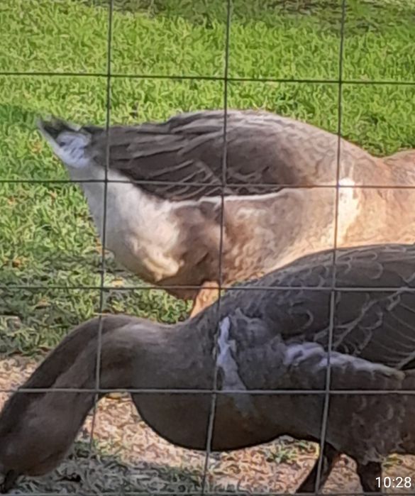 Vând gâște americane