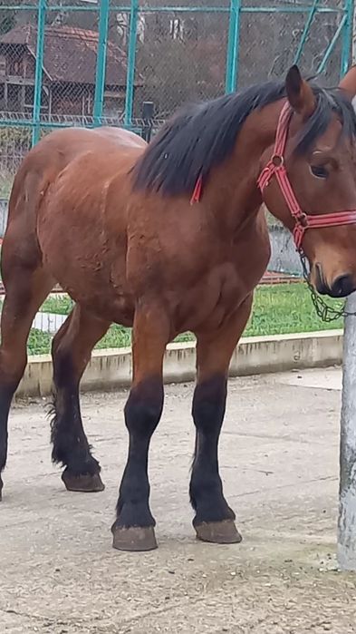 Manz greu de un an și 7 luni