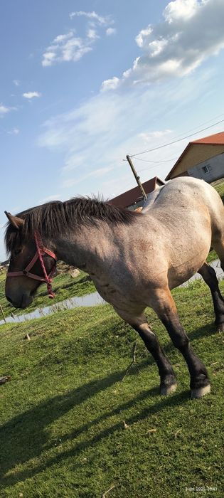 De vânzare iapă grea