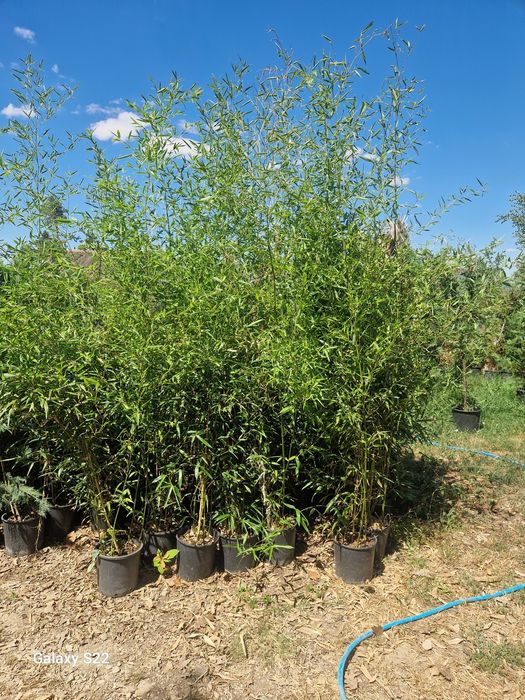 Catalpa  artar plante ornamentale