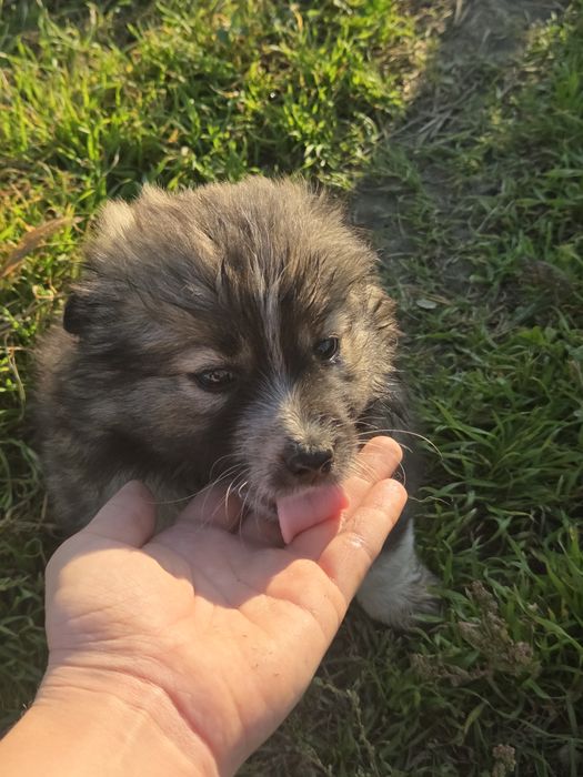 Donez căteluși pui talie mică