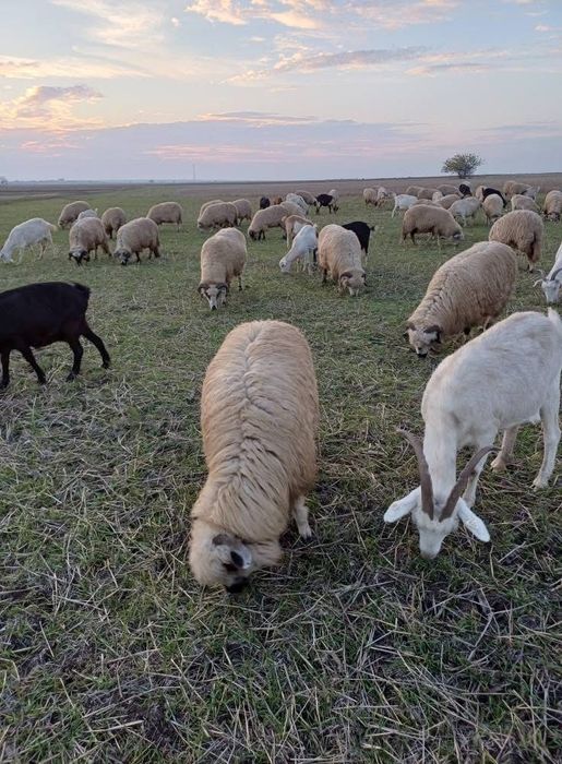Vând 50 de oi Comuna Giubega.