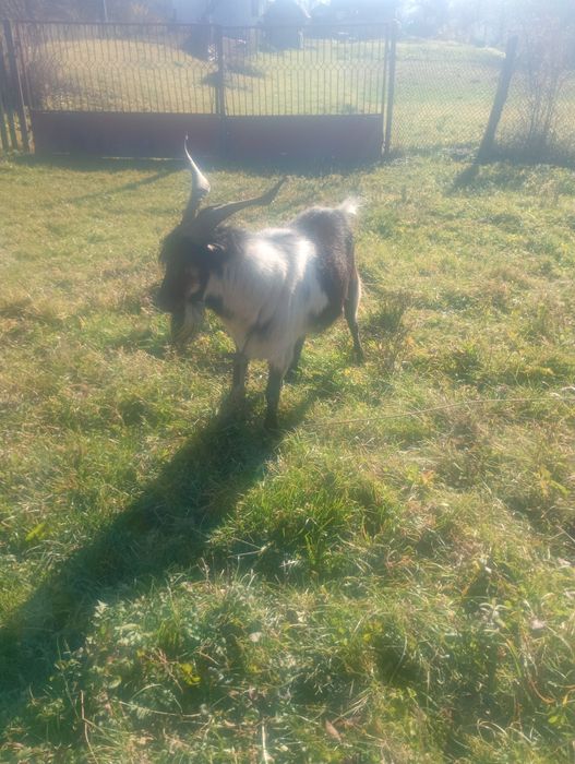 Vând țap Alpin francez