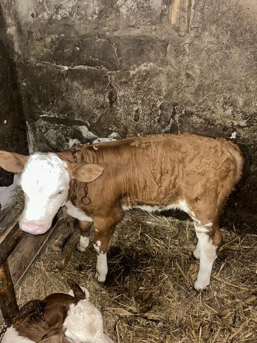De vânzare vaca cu vițel
