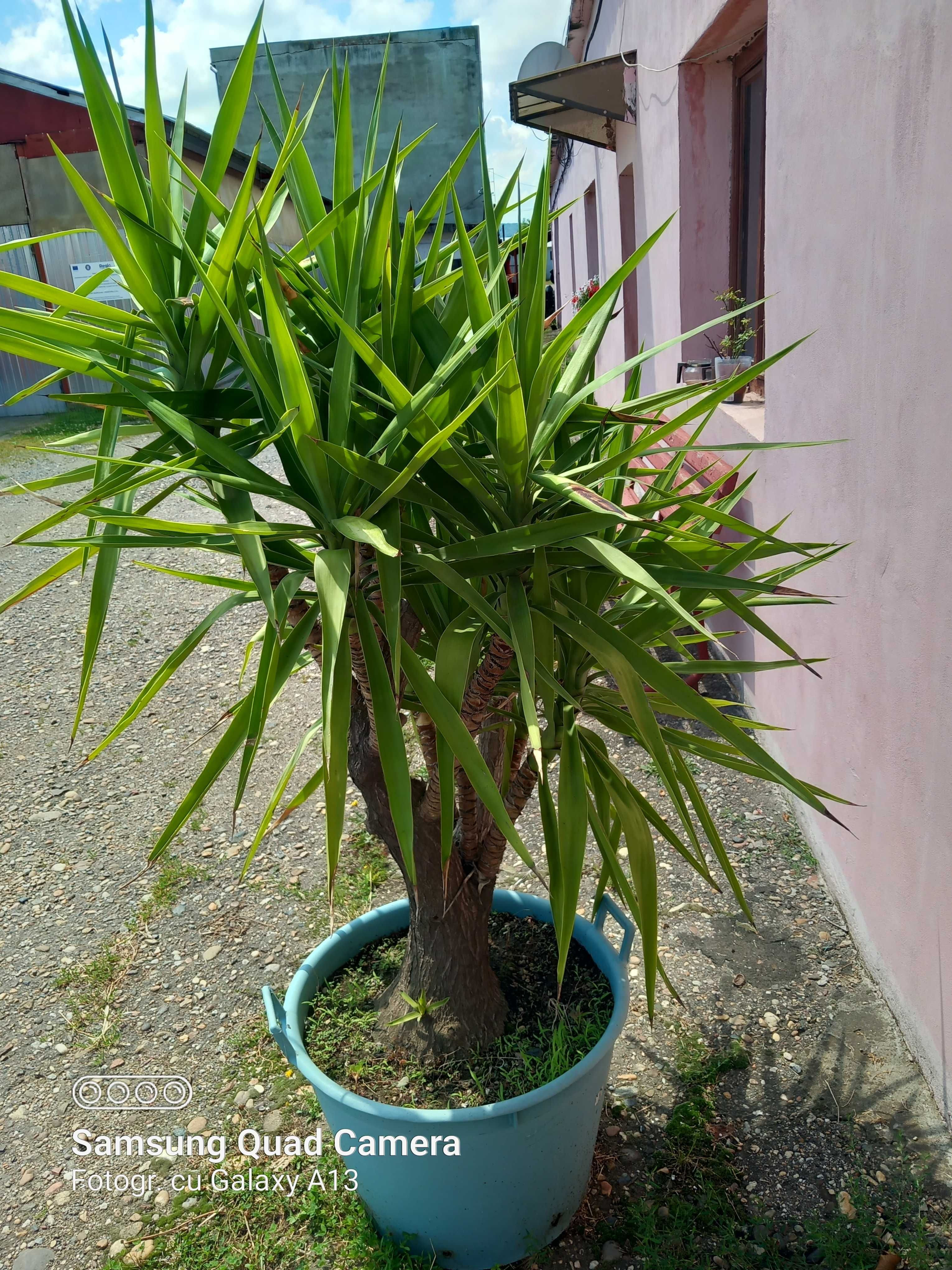 Vand Yucca in ghiveci mare