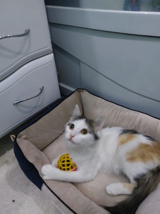 Лапочка девочка  ищет дом