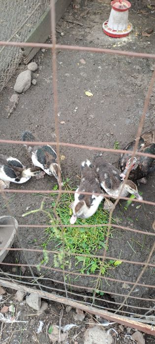 Rațe mute și boboci.