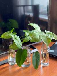 комнатные растения, Сингониум, филодендрон, 1 литр перлита
