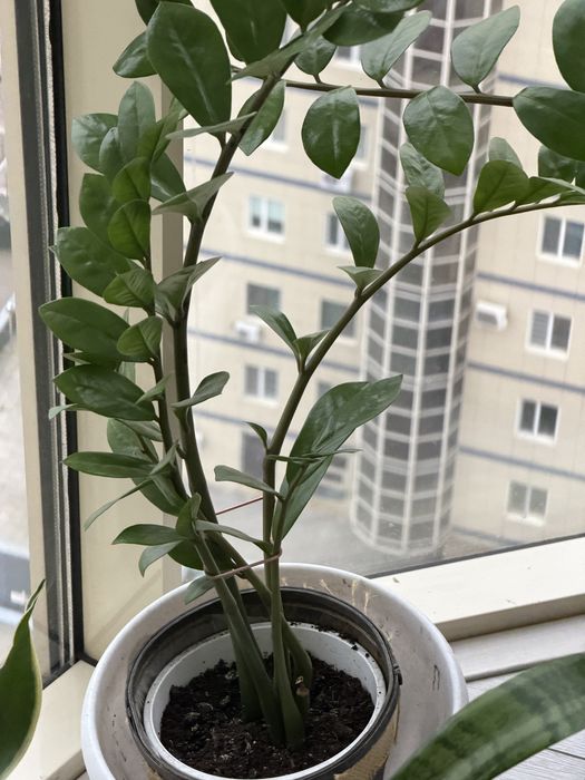 Долларовое дерево