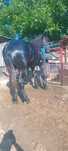 Vând un mânz percheron