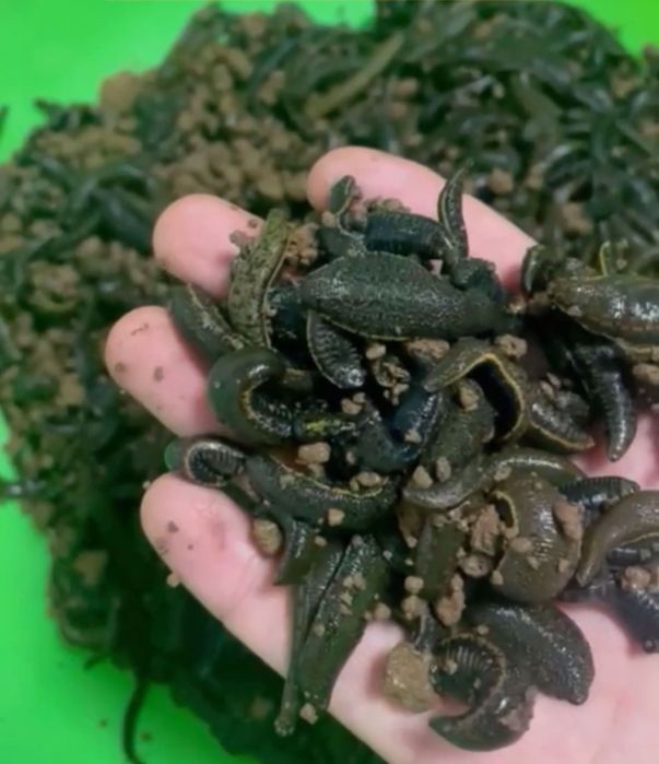 костанай пиявки бакинские