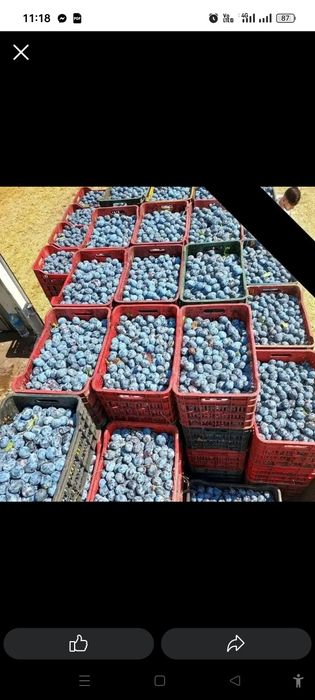 Prune de țuică pălincă